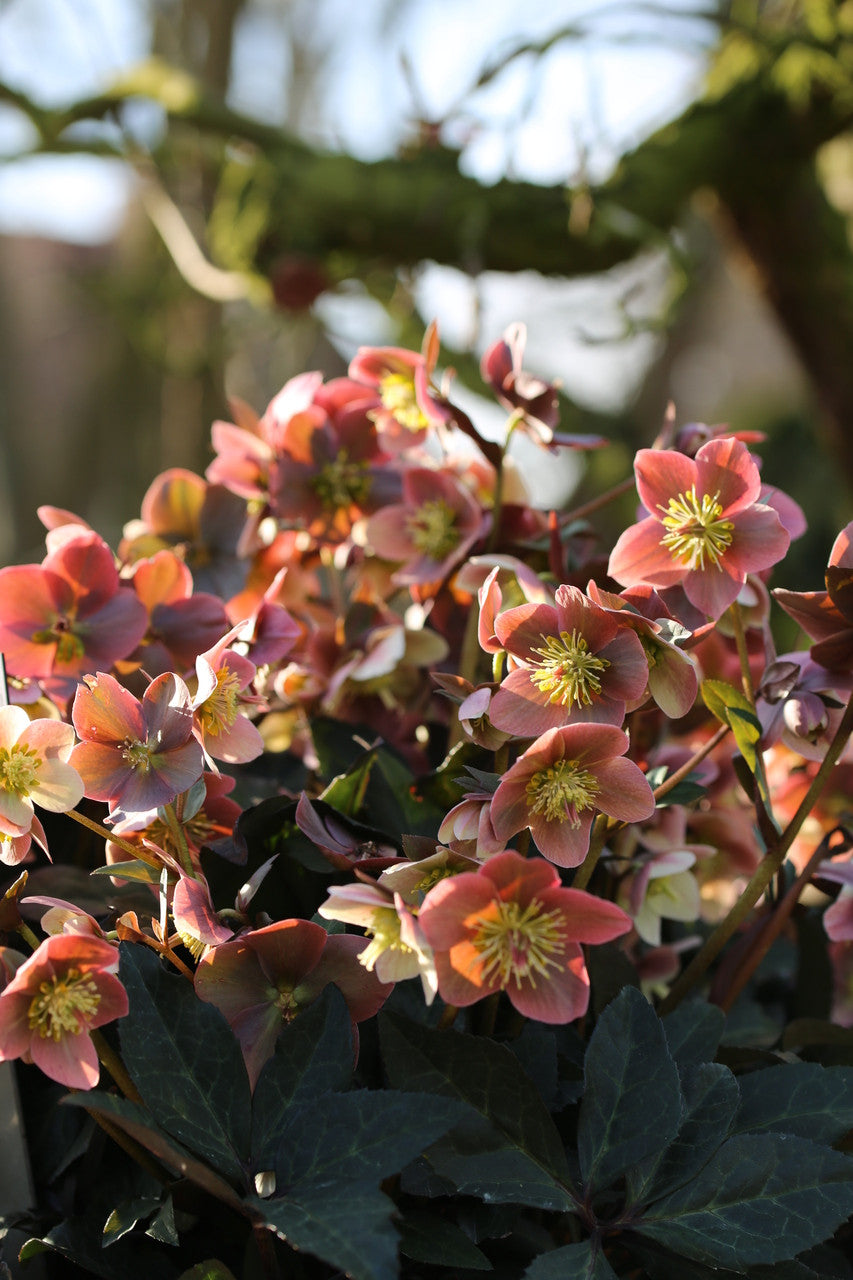 Helleborus Gold Collection® 'Merlin'