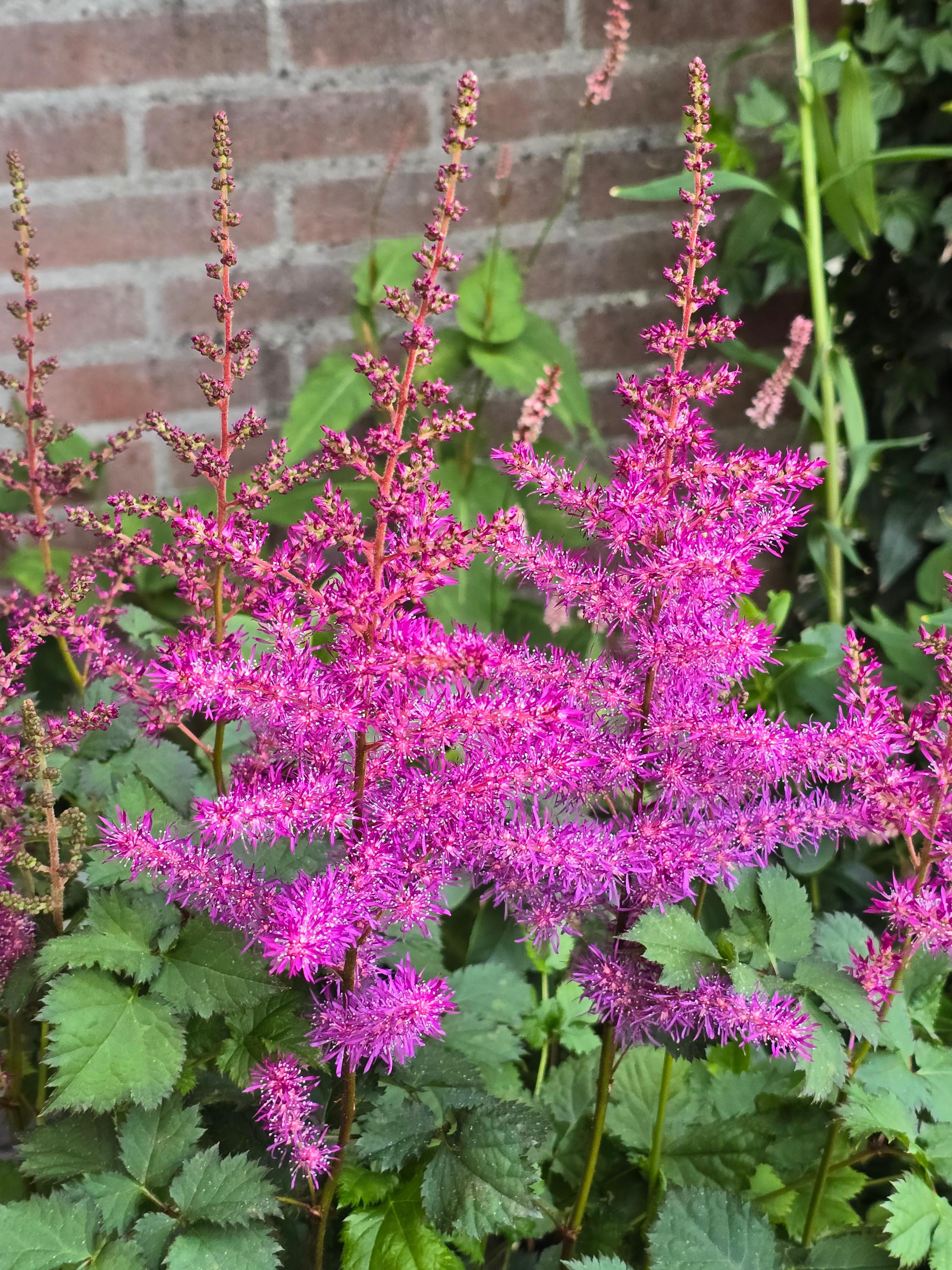 Romence Gardens Astilbe chinensis Mighty Max