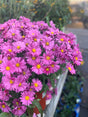 Chrysanthemum 'Mammoth™ Lavender Daisy