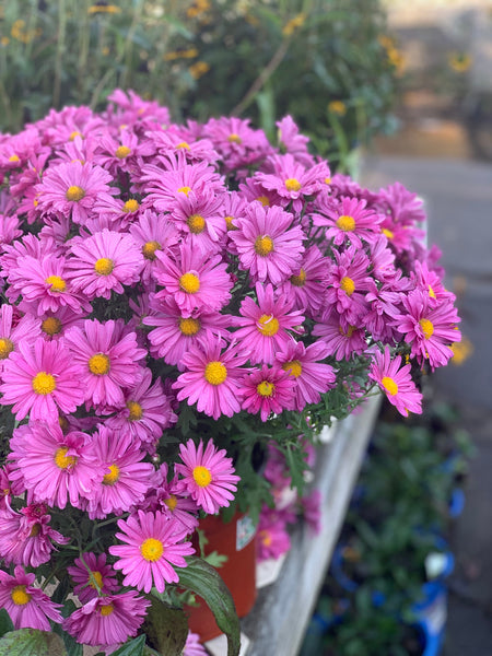 lavender daisy flower Chrysanthemum 'Mammoth™ Lavender Daisy'