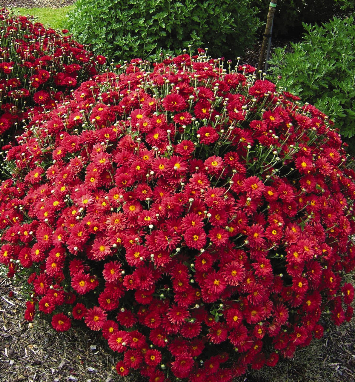 Chrysanthemum 'Mammoth™ Red Daisy' – Romence Gardens & Greenhouses