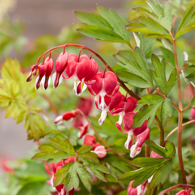 Close up of a pink and white flower. 