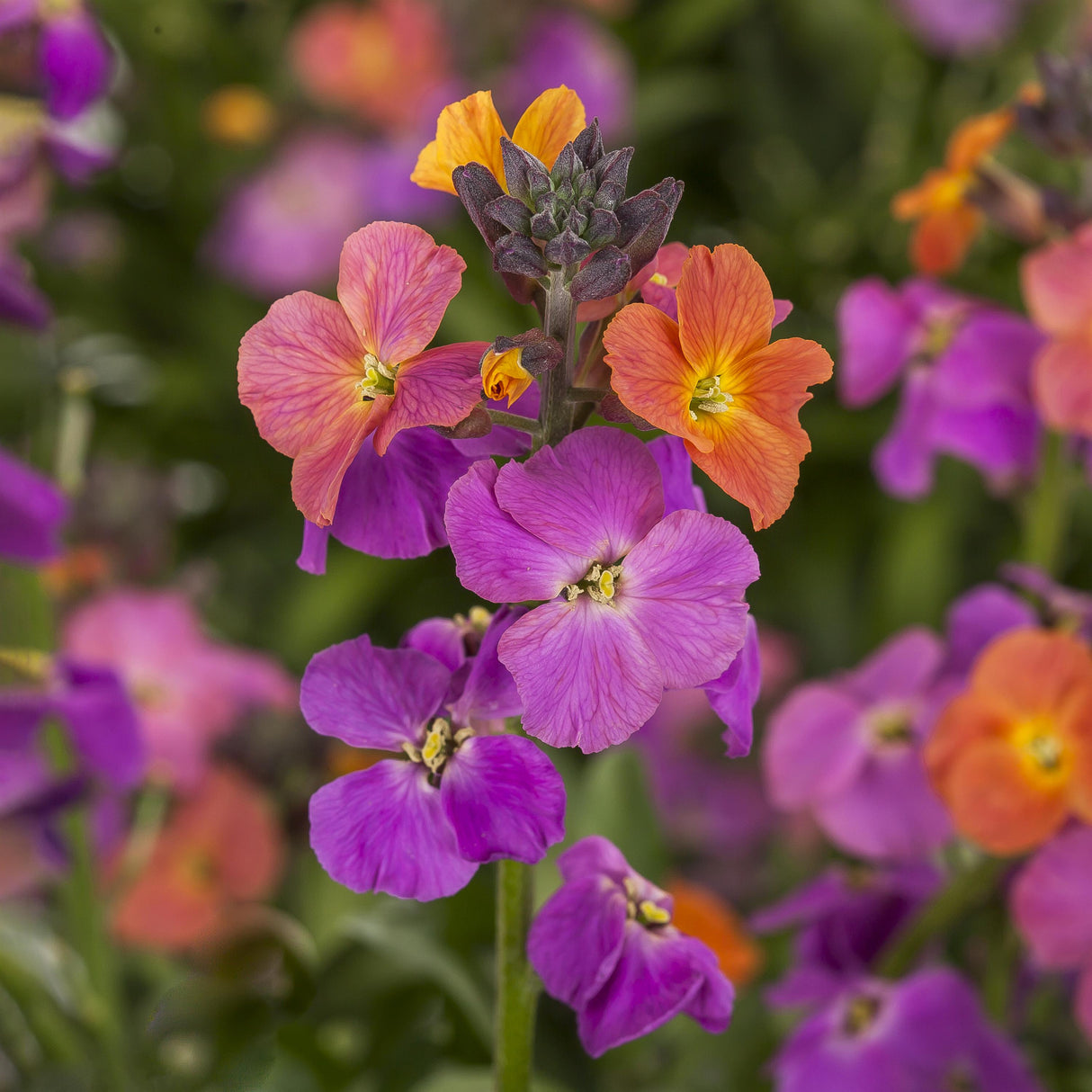 Erysimum x Erysistible™ Series 'Magenta'