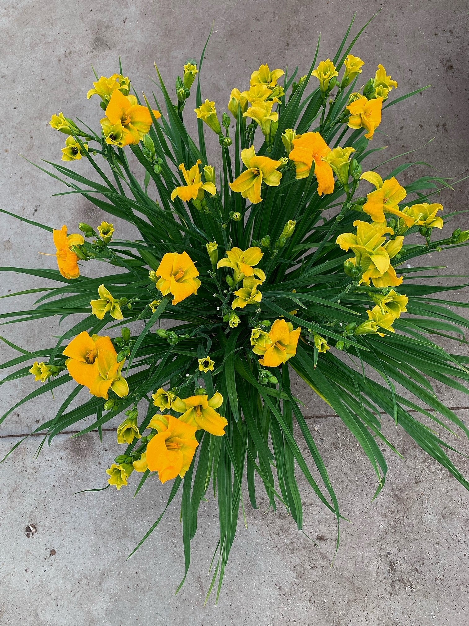 Hemerocallis 'See You Tomorrow' – Romence Gardens & Greenhouses