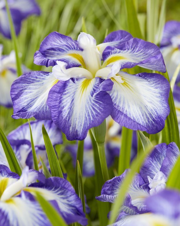 Iris Ensata Dinner Plate™ 'Carrot Cake'