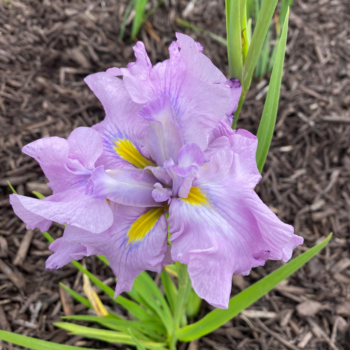 Iris Ensata Dinner Plate™ 'Tub Tim Grob' – Romence Gardens & Greenhouses
