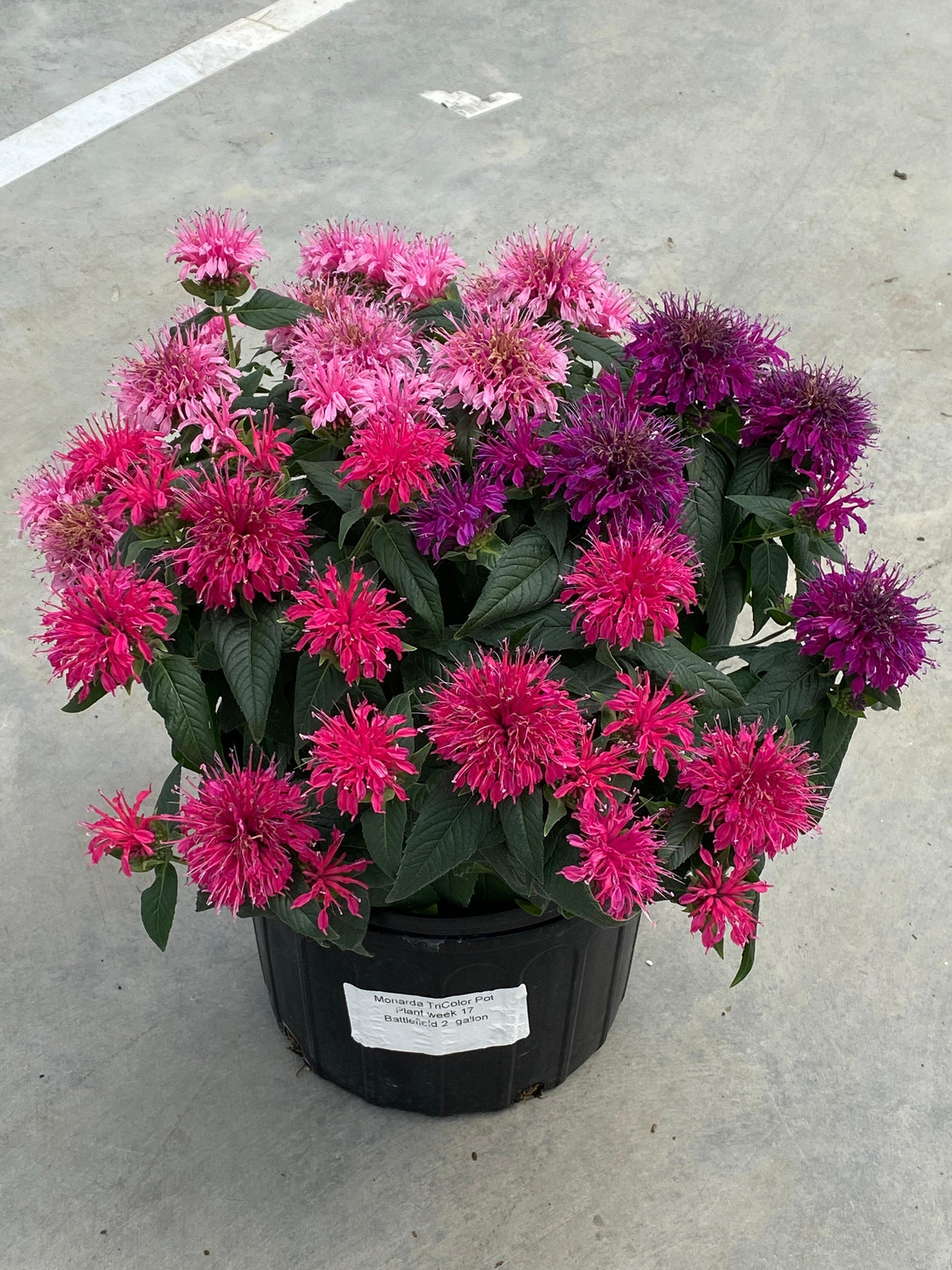 Monarda Didyma 'Balmy™ Tricolor'