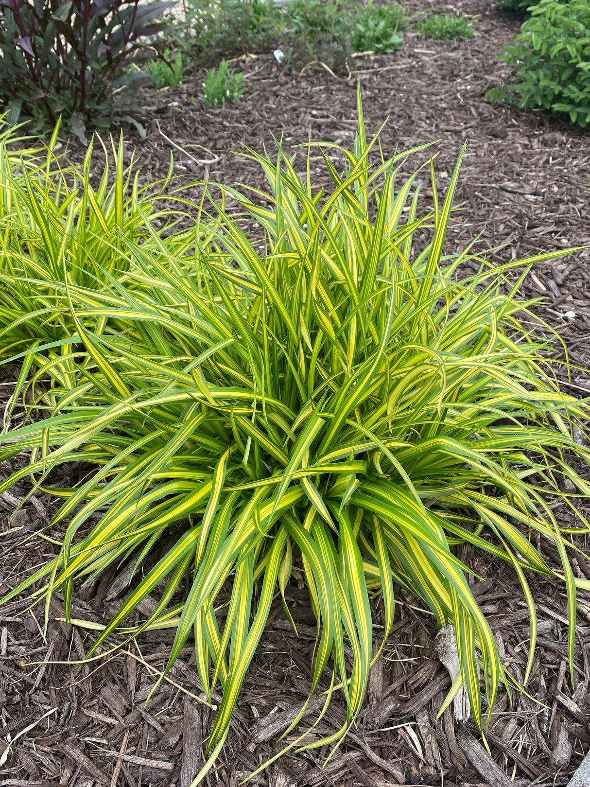 Scirpus Pendula 'Stars and Stripes'