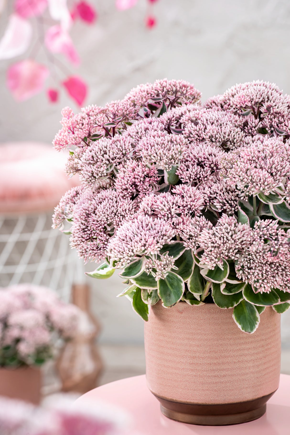 A pink plant in a light orange/ bronze pot