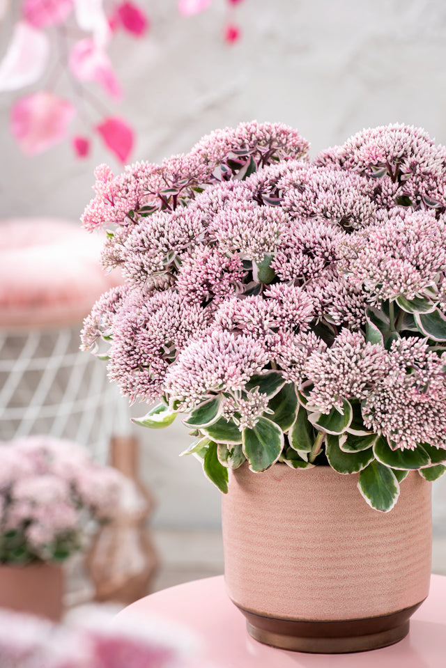 A pink plant in a light orange/ bronze pot