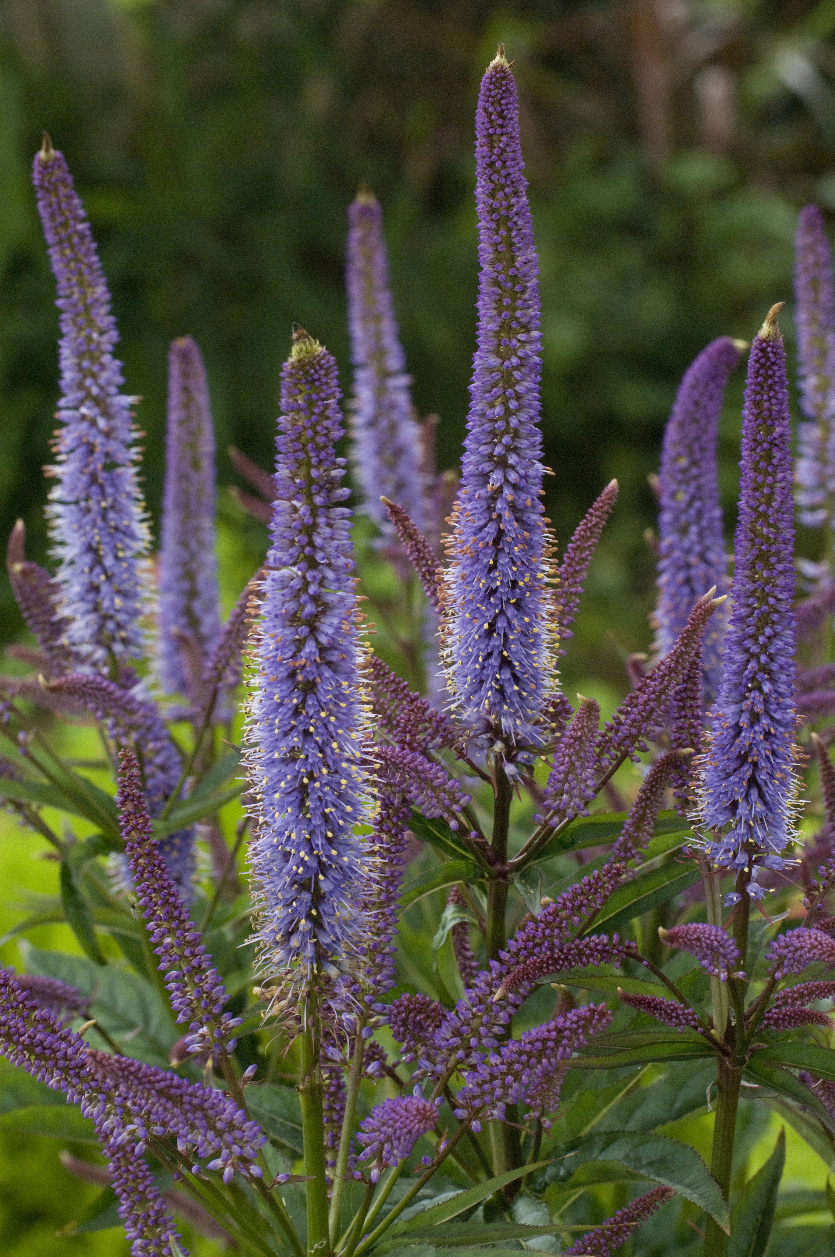 Veronicastrum virginicum 'Cupid'