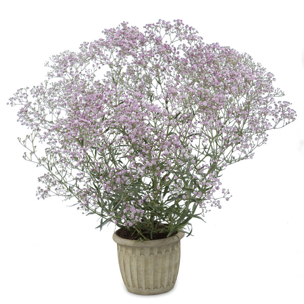 Potted plant with pink flowers on a white background