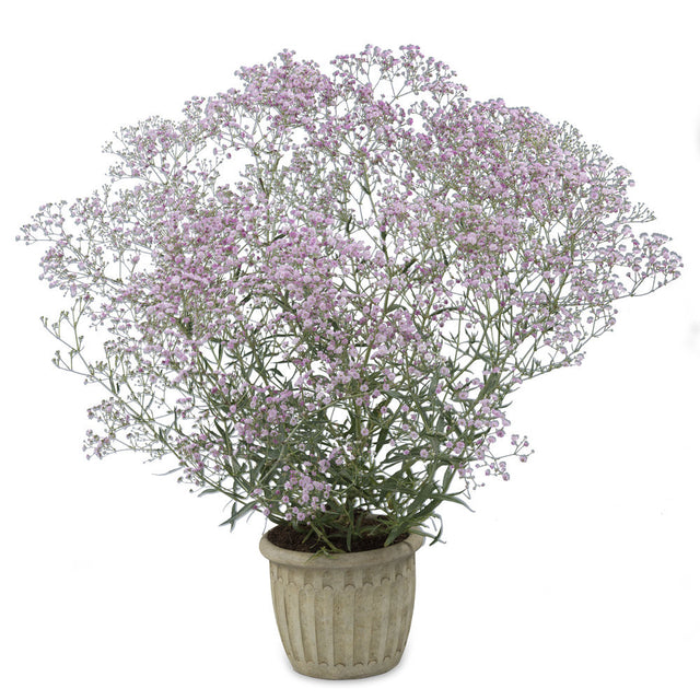 Potted plant with pink flowers on a white background
