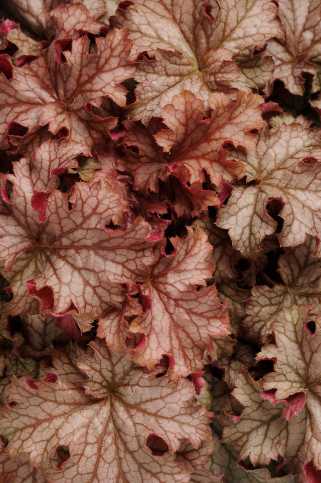 Heuchera hybrida 'Carnival Peach Parfait' close up