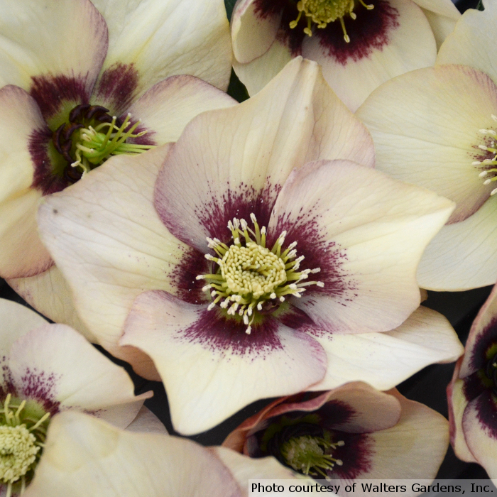 Romence Gardens Helleborus Sandy Shores