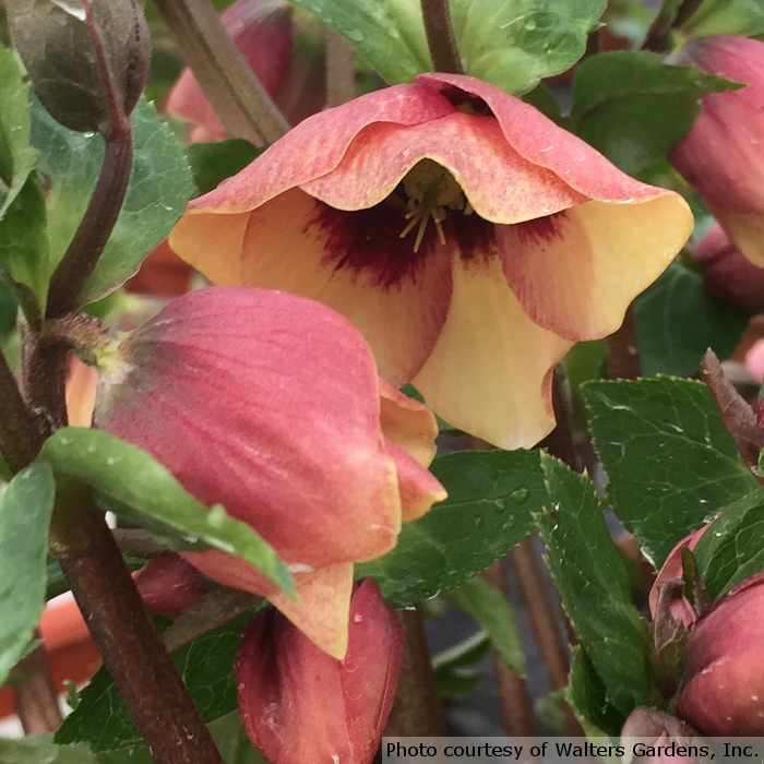 Romence Gardens Helleborus Sandy Shores - Thumbnail 2