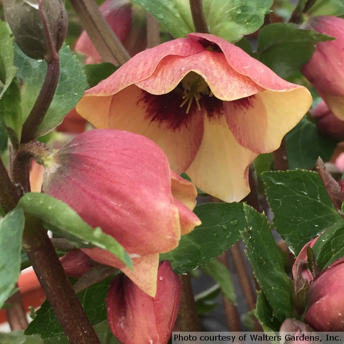 Helleborus Honeymoon™ Series 'Sandy Shores'