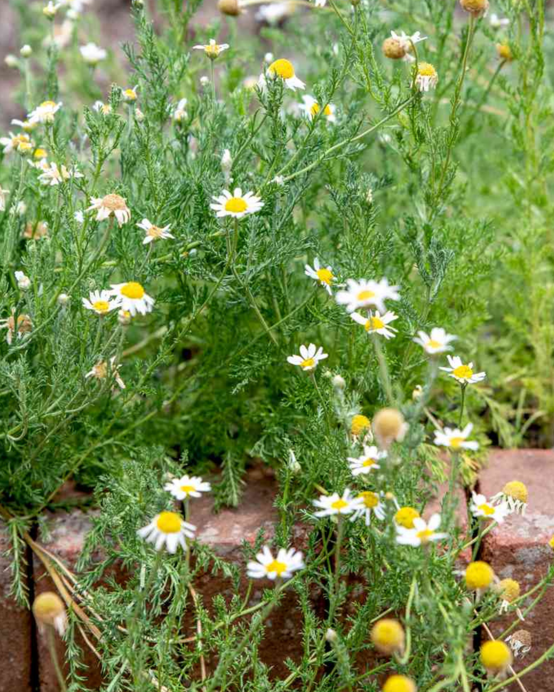 Chamomile 'Roman'