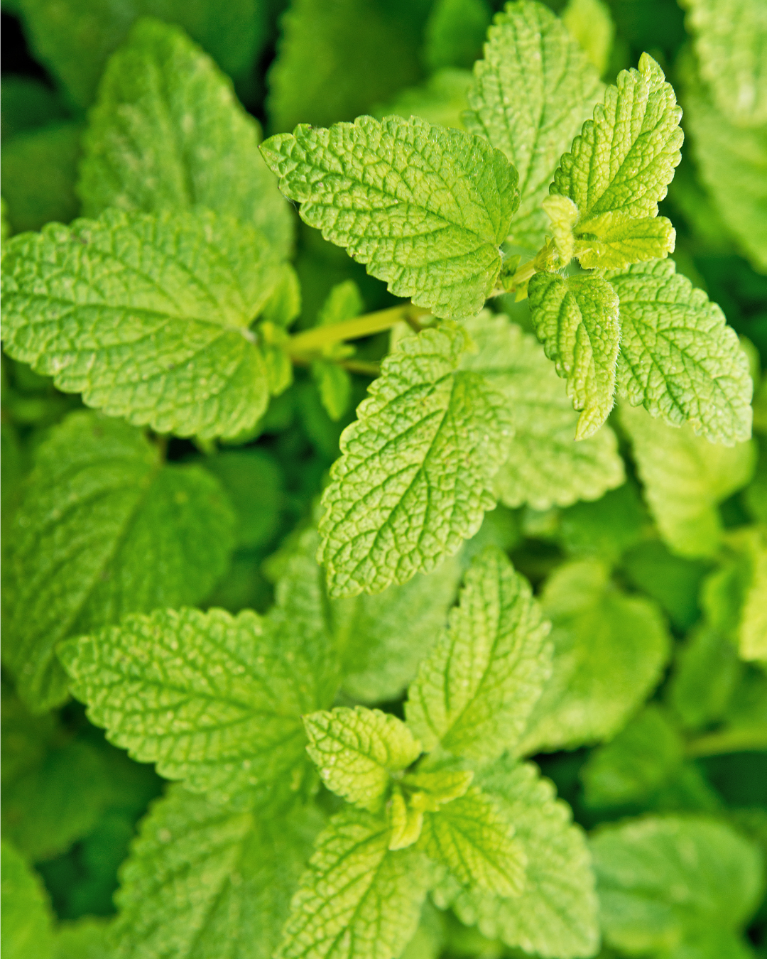 Lemon Balm