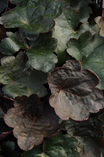 Heuchera hybrida Coral Bells 'Carnival Black Olive'