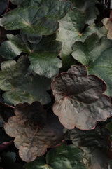 Heuchera hybrida Coral Bells 'Carnival Black Olive'