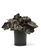 Heuchera hybrida Coral Bells 'Carnival Black Olive'