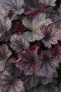 Heuchera hybrida Coral Bells 'Carnival Rose Granita'