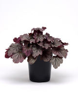 Heuchera hybrida Coral Bells 'Carnival Rose Granita'