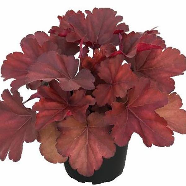 Heuchera x hybrida 'Heureka Royal Ruby'