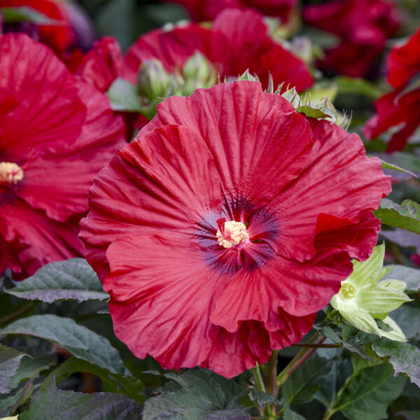 Close-up of a vibrant red flower with green leaves in the background