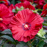 Close-up of a vibrant red flower with green leaves in the background