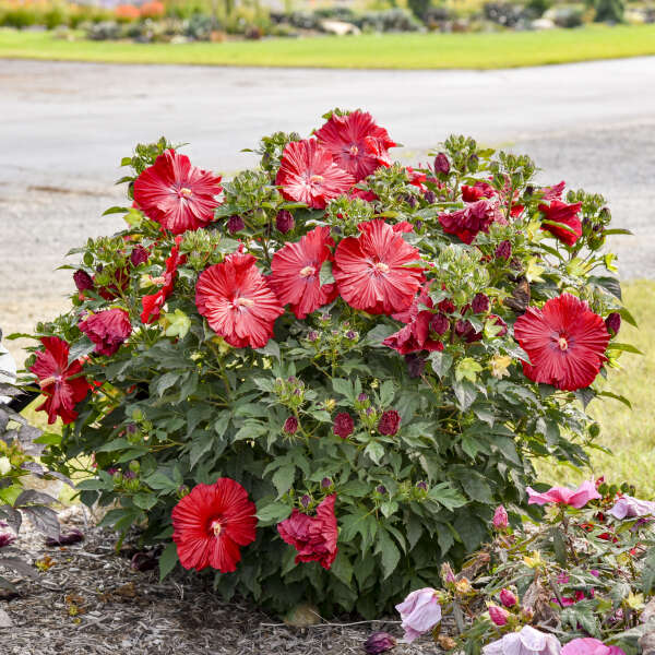 Hibiscus Summerific™ 'Garnet Globe'