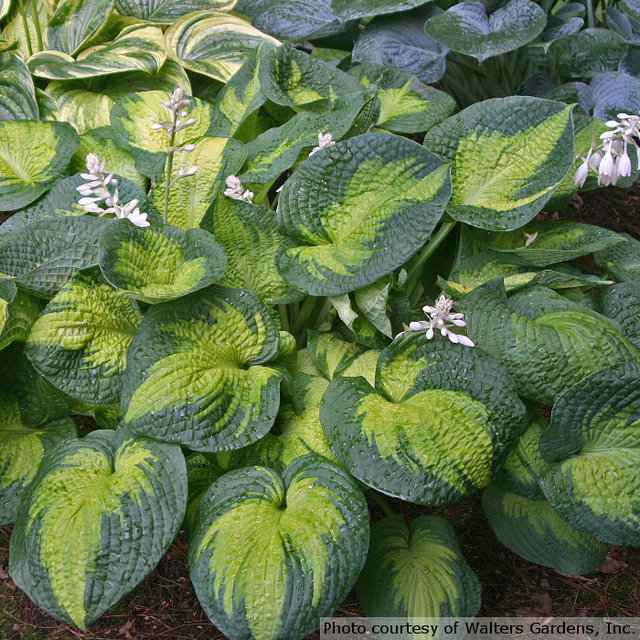 Hosta 'Brother Stefan'