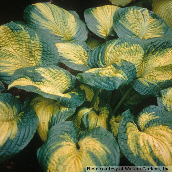 Hosta 'Brother Stefan'