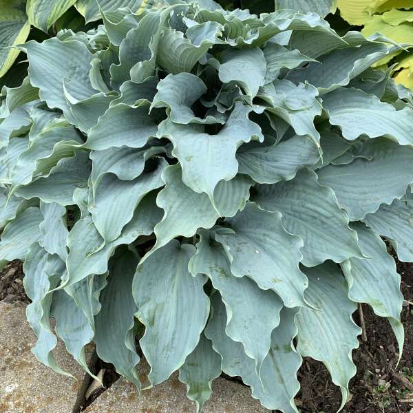 Close-up of a plant with large, textured green leaves.