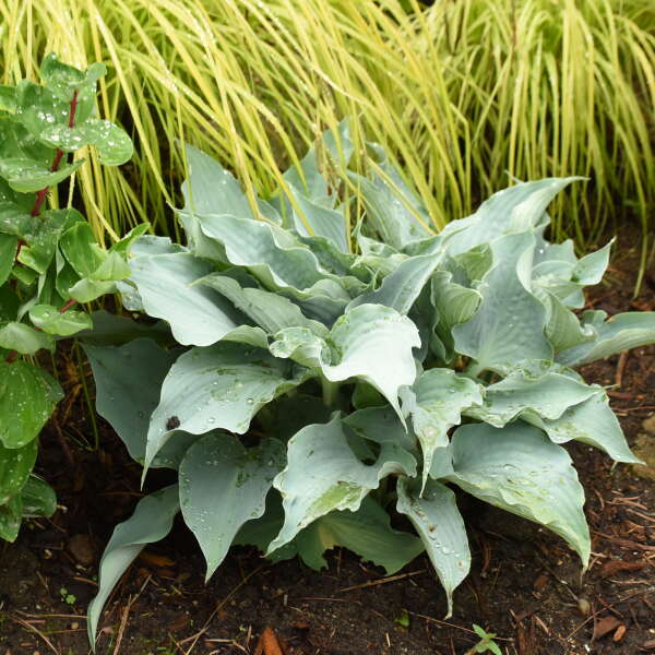 Hosta 'Dancing with Dragon's'