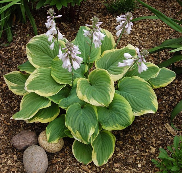 Hosta 'Fragrant Bouquet'