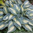 Hosta 'High Society'