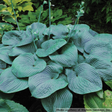 Hosta 'Humpback Whale'