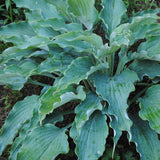 Hosta 'Neptune'