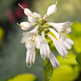 Hosta 'Rainforest Sunrise'