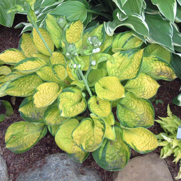 Variegated green and yellow leaves with water droplets on a plant.