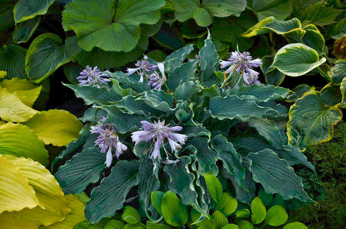 Hosta SHADOWLAND 'Waterslide'