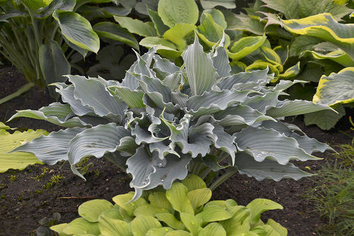 Hosta SHADOWLAND 'Waterslide' – Romence Gardens & Greenhouses