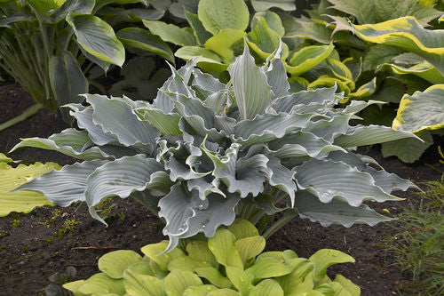 Hosta SHADOWLAND 'Waterslide'