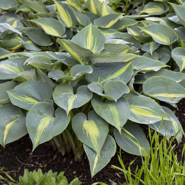 Romence Gardens Hosta Touch of Class