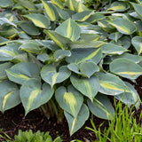 Hosta 'Touch of Class'