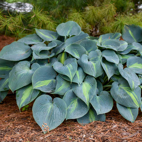 Green hosta plant with yellow veins on a forest floor