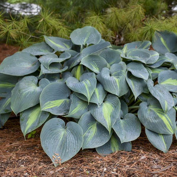 Green hosta plant with yellow veins on a forest floor