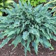 Large green leafy plant with a dark brown mulched ground in the background